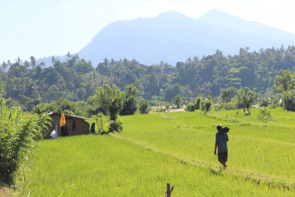 Ricefields Tirtagangga East-Bali