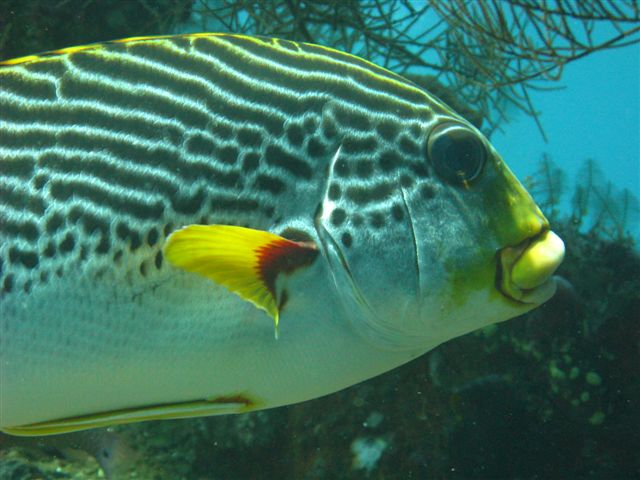 Fish in the Bali Sea