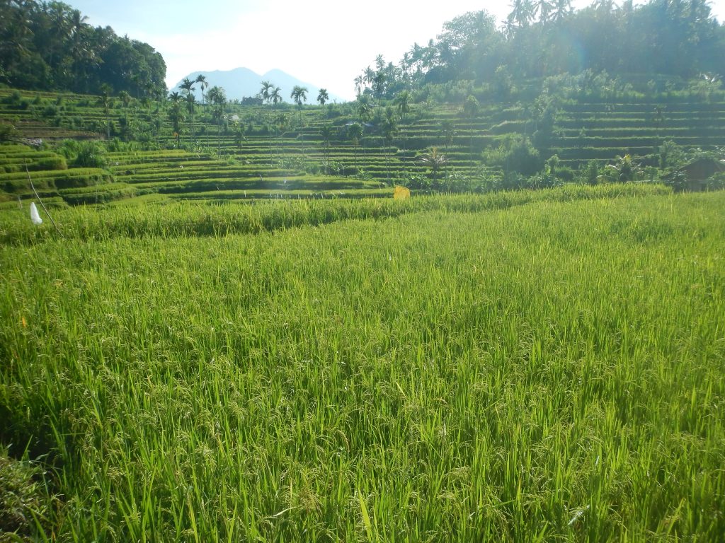 Tracking ricefields Tirtagangga East-Bali