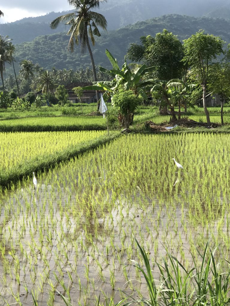 ricefield_near_villasinarcinta_amed_east-bali